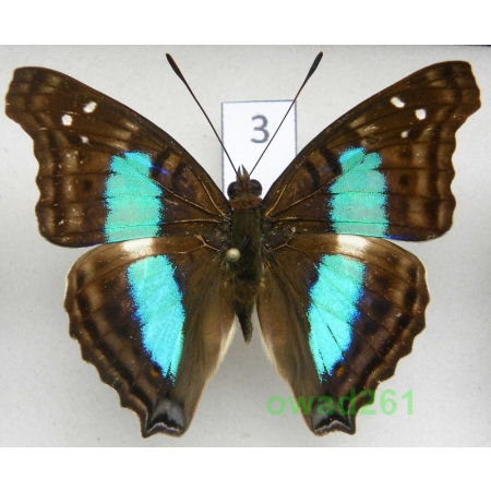 Doxocopa cherubina Felder, 1866 Peru 56mm3